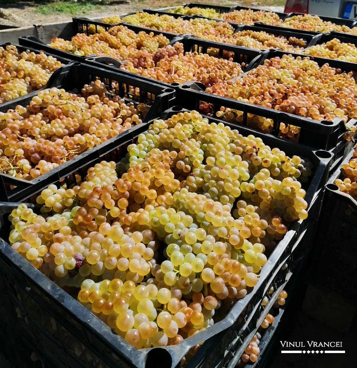 Descărcarea strugurilor